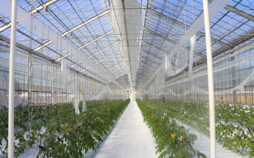 【2026年1月頃～4月頃発送】＜約1.2kg×3回 定期便＞訳あり 規格外 フルティカ トマト ましまファーム ミニトマト フルーツトマト アイメック ワケあり