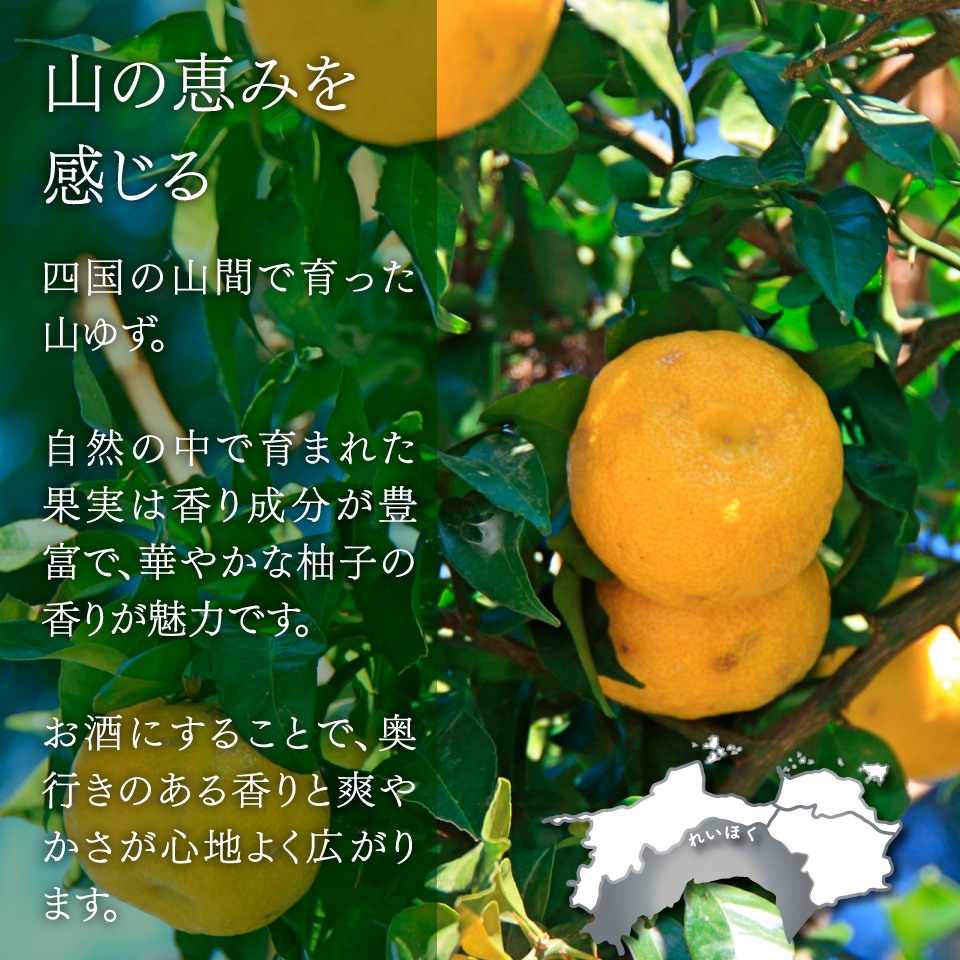 【司牡丹酒造 山柚子搾り ゆずの酒 1800ml×1本】 リキュール 果実酒 ユズ 化粧箱入り 純米酒ベース 香料・着色料・酸味料・保存料などは一切無添加 朝ドラ らんまん 牧野富太郎 岸屋