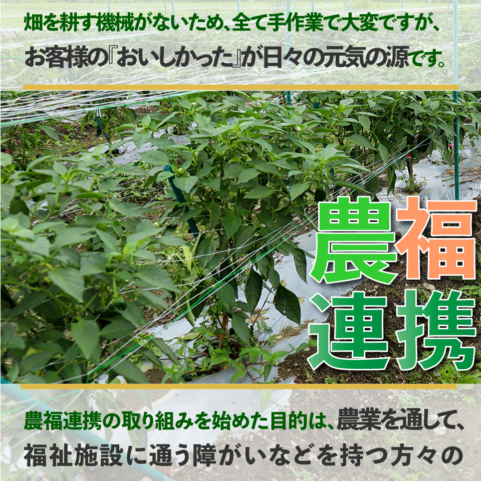 【ピーマン】1kg さらら 高知 野菜 夏 苦みが少ない 佐川町産 ＜毎年5月下旬頃～11月頃まで発送予定＞＜2026年 発送分 予約受付中＞