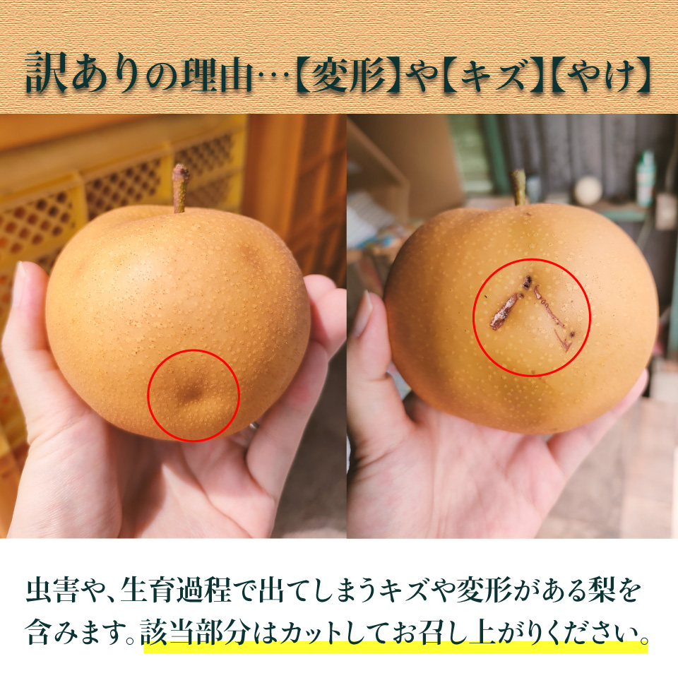 ＜2026年9月中旬頃より発送予定＞訳あり 規格外 あきづき梨 3kg（4～7玉）