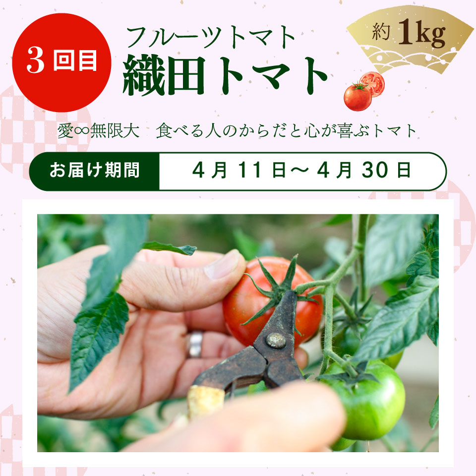 ＜フルーツトマト 計４回 定期便＞ ４農家からリレーでお届け
