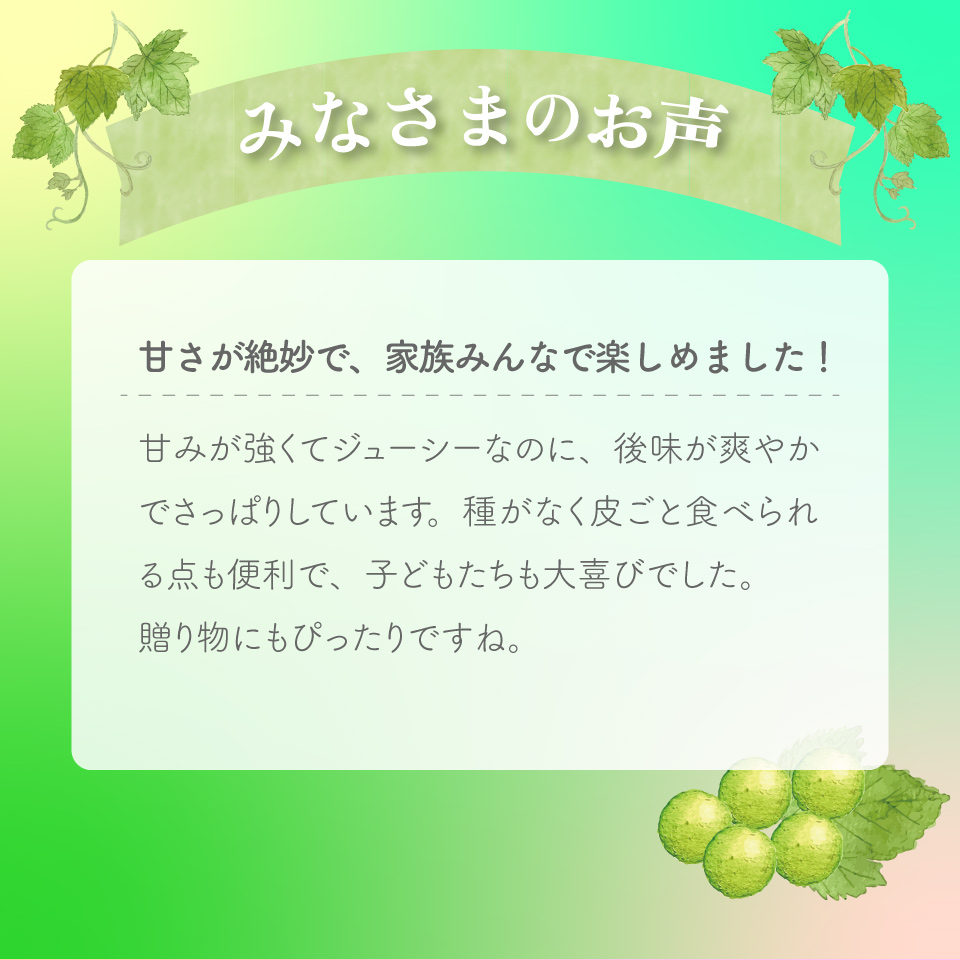 ＜シャインマスカット＞先行予約 ぶどう grape fruit フレッシュ 旬 果物 くだもの 高知県 佐川町産＜2025年8月下旬以降に発送＞