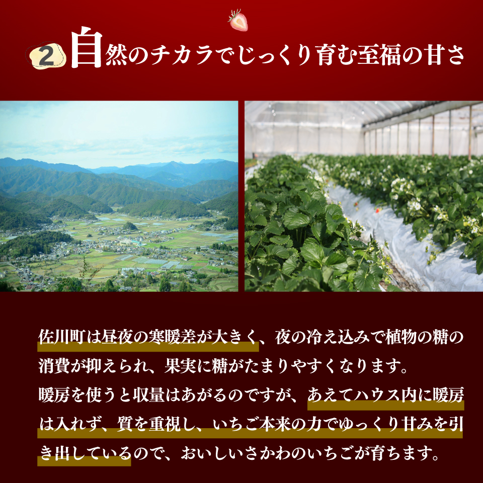＜2026年1月頃～3月頃発送（予定）＞【ゆめのか 285g×2パック】 いちご 苺 イチゴ  ストロベリー 佐川町産 贈答 ギフト 秀品