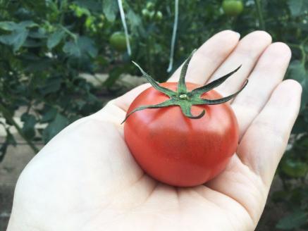 ＜＜2026年発送＞＞【3回定期便】フルーツトマト 1kg×3回『合計3kg』 織田トマト 高知 牧野富太郎博士の好物　＜毎年2月末頃まで申込受付＞【1月頃～5月頃の間に3回お届け】