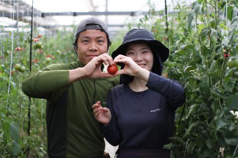 ＜＜2026年発送＞＞【訳あり】 トマト 約2.3kg 織田トマト 高知 サイズ 違い 混合 キズあり 大小 まるっとトマト　＜毎年1～5月頃まで発送＞