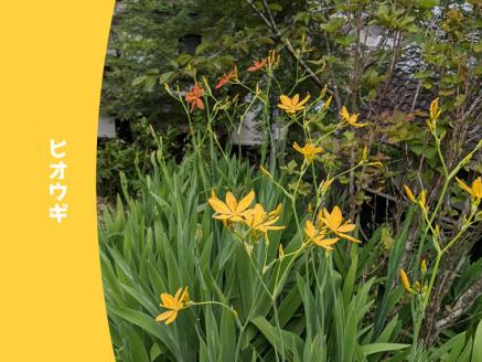 ヤマシャクヤク+種から育てた（内容お任せ）山野草3種 全4種4鉢（9cmポット）山野草福袋 多年草 一年草 二年草 植物の町佐川町から らんまん 朝ドラ 牧野富太郎 植物博士 庭 花 草木