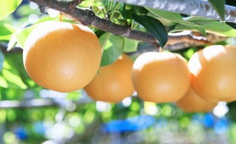 ＜佐川のフルーツ・野菜 定期便（全５回）＞いちご 冷凍ブルーベリー フルーツトマト 梨 夢甘栗