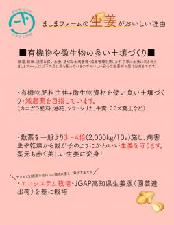 【毎年12月～7月頃まで発送】ましまファームの囲い生姜＆親生姜食べ比べセット計2kg