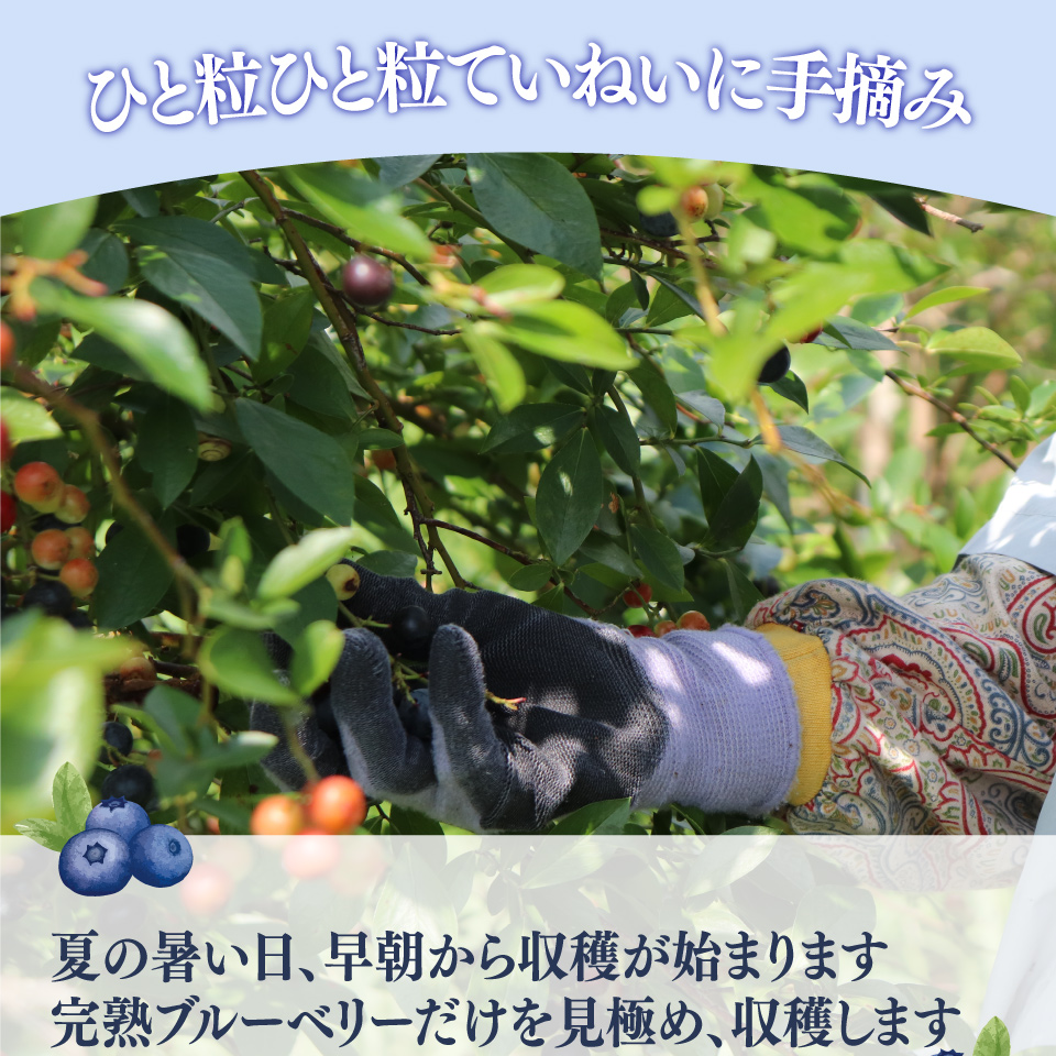 【ブルーベリー（冷凍）2kg】　＜発送まで最大で４～６ヶ月程度お待たせする事があります＞