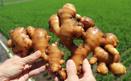 【毎年12月～7月頃まで発送】 ましまファームアイメック®【訳あり・規格外】トマトと囲い生姜のセット