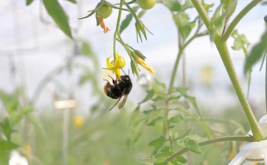 【2026年1月～8月頃発送】＜約2.4kg×7回 定期便＞訳あり アイメック フルティカ トマト ましまファーム ミニトマト フルーツトマト ワケあり 規格外
