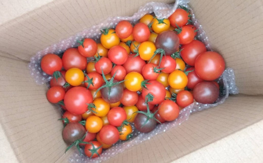 【2026年1月～4月頃発送】＜約900g×3回 定期便 ＞カラフルトマト アイメック トマト 5種 MIX フルティカ ＞ましまファーム ミニトマト フルーツトマト 糖度