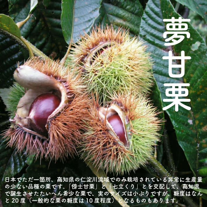 ＜佐川のフルーツ・野菜 定期便（全５回）＞いちご 冷凍ブルーベリー フルーツトマト 梨 夢甘栗