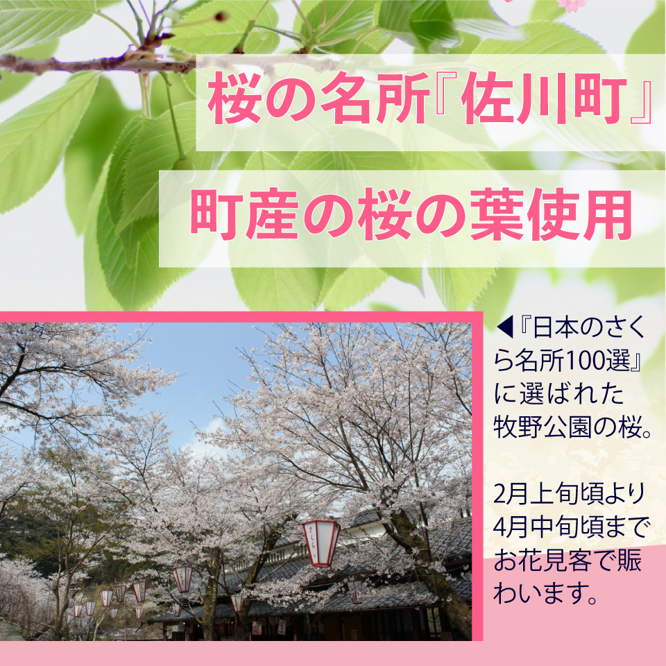 クラフトビール【さくらエール】330ml×3本 TOSACO オリジナル ビール 国産 高知カンパーニュブルワリー