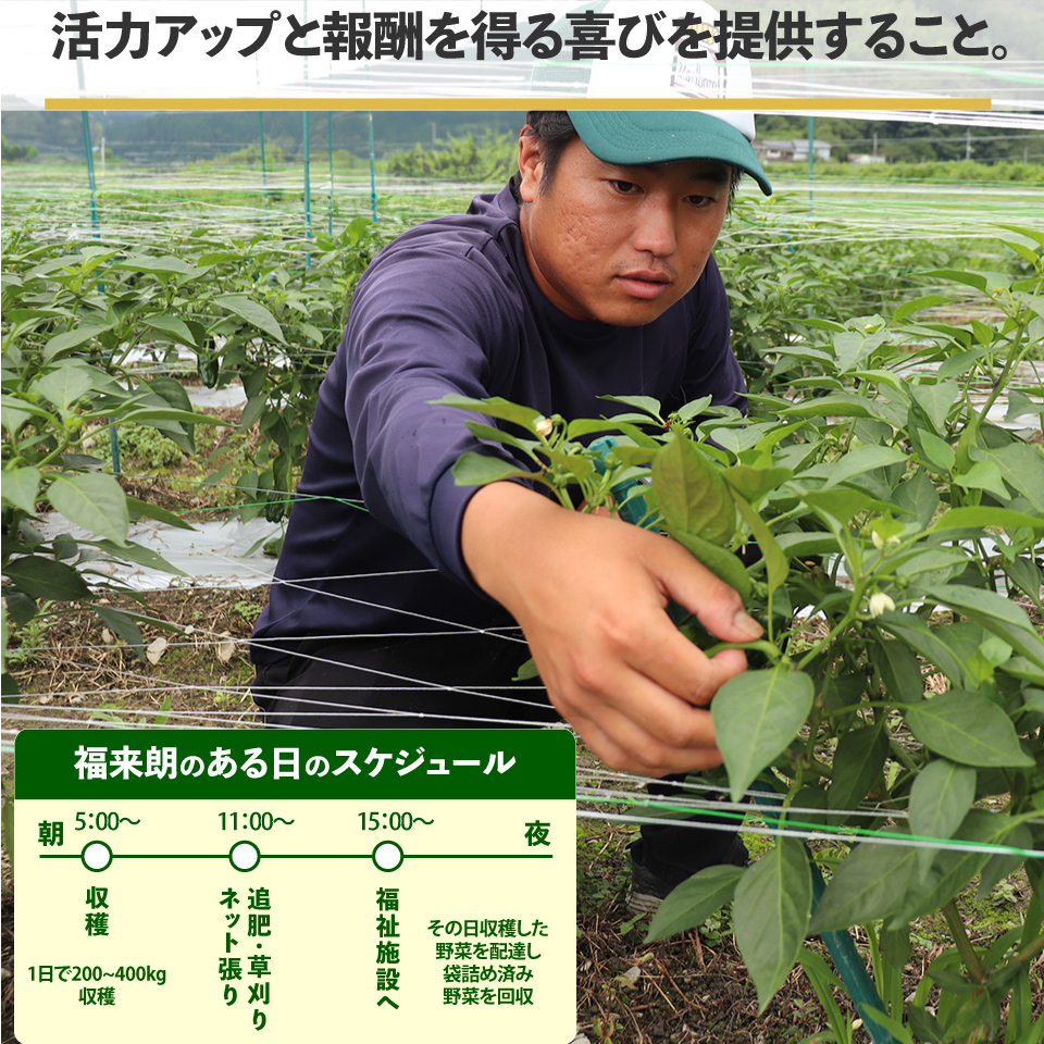 【ピーマン】1kg さらら 高知 野菜 夏 苦みが少ない 佐川町産 ＜毎年5月下旬頃～11月頃まで発送予定＞＜2026年 発送分 予約受付中＞