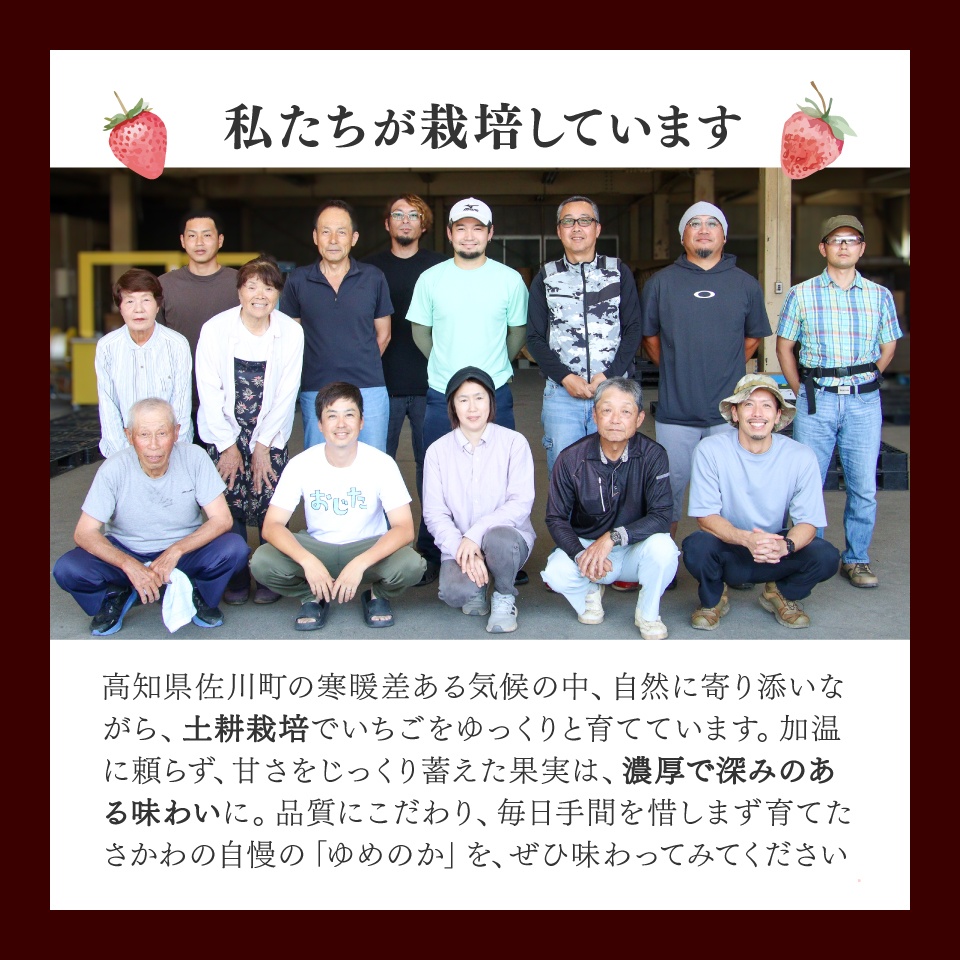 ＜2026年1月頃～3月頃発送（予定）＞【ゆめのか 285g×2パック】 いちご 苺 イチゴ  ストロベリー 佐川町産 贈答 ギフト 秀品