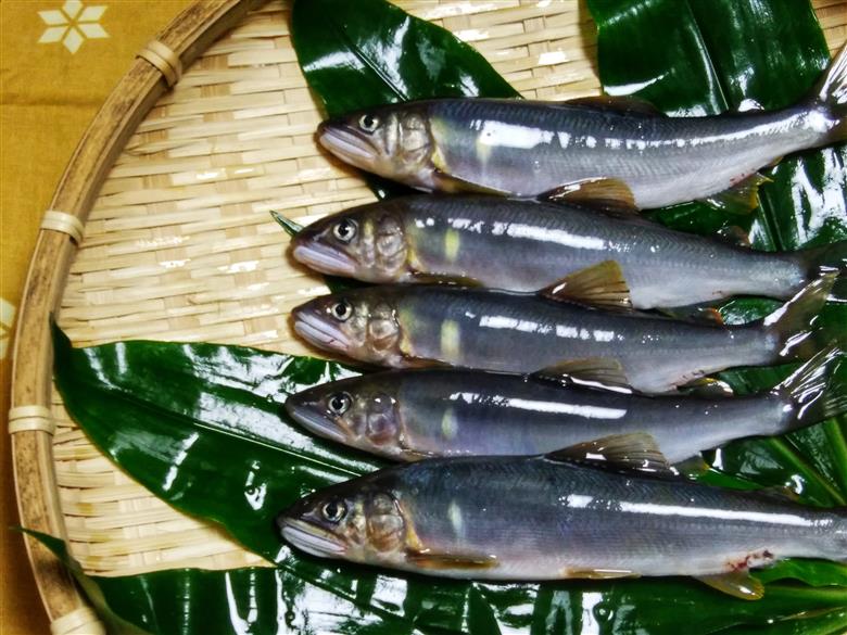 【親子で釣り体験】仁淀川で鮎の友釣り（ガイド付／大人・高校生以下各1名）