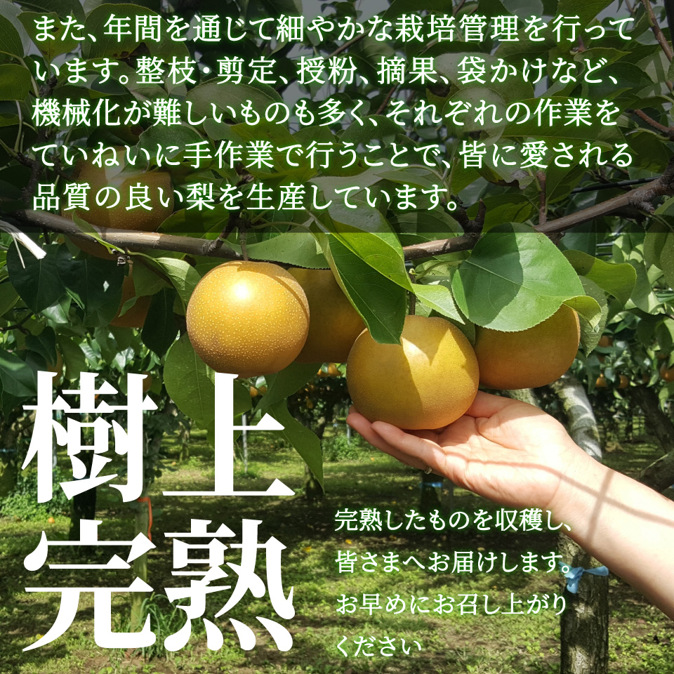 ＜2026年9月中旬頃より発送予定＞訳あり 規格外 あきづき梨 3kg（4～7玉）