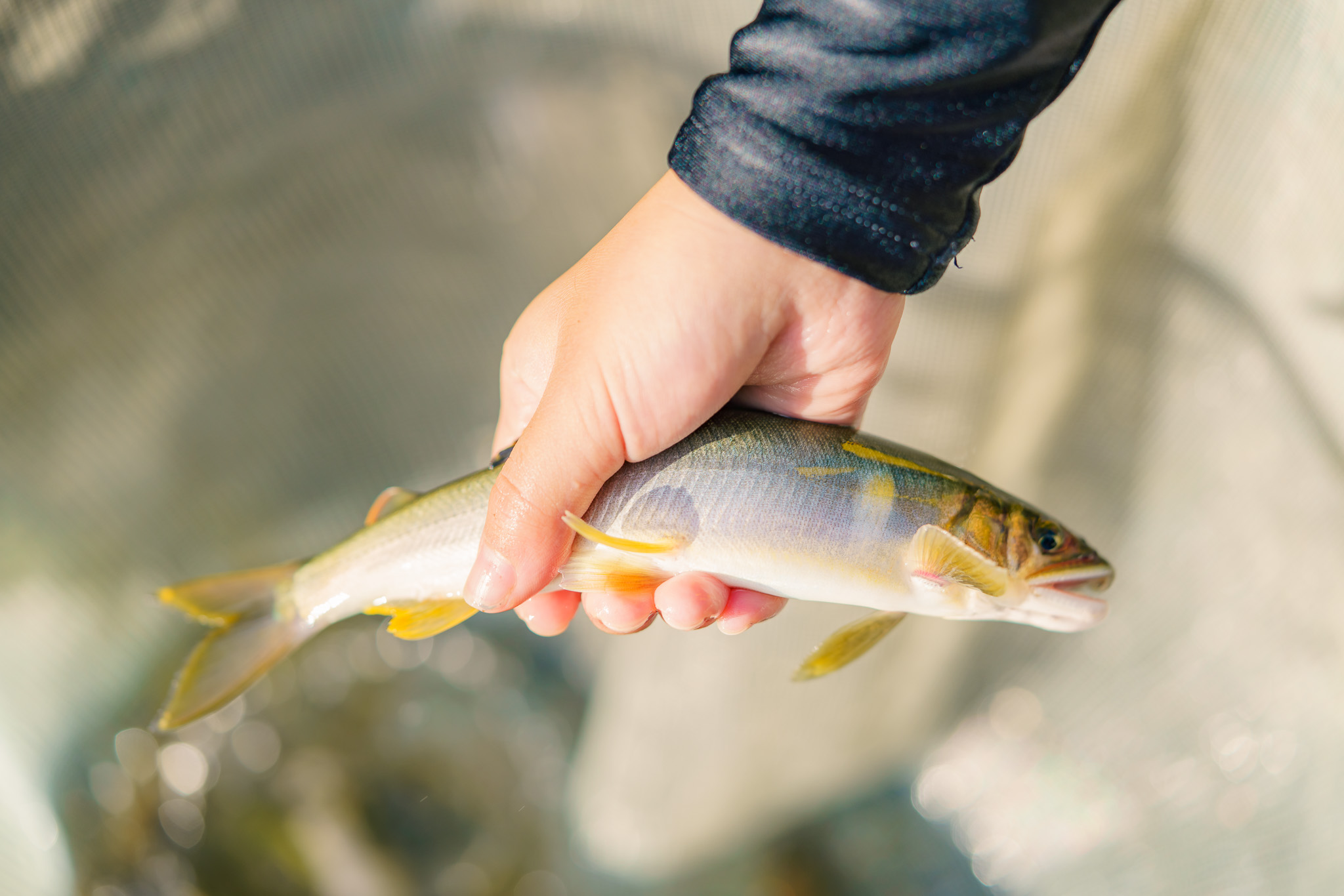 【親子で釣り体験】仁淀川で鮎の友釣り（ガイド付／大人・高校生以下各1名）