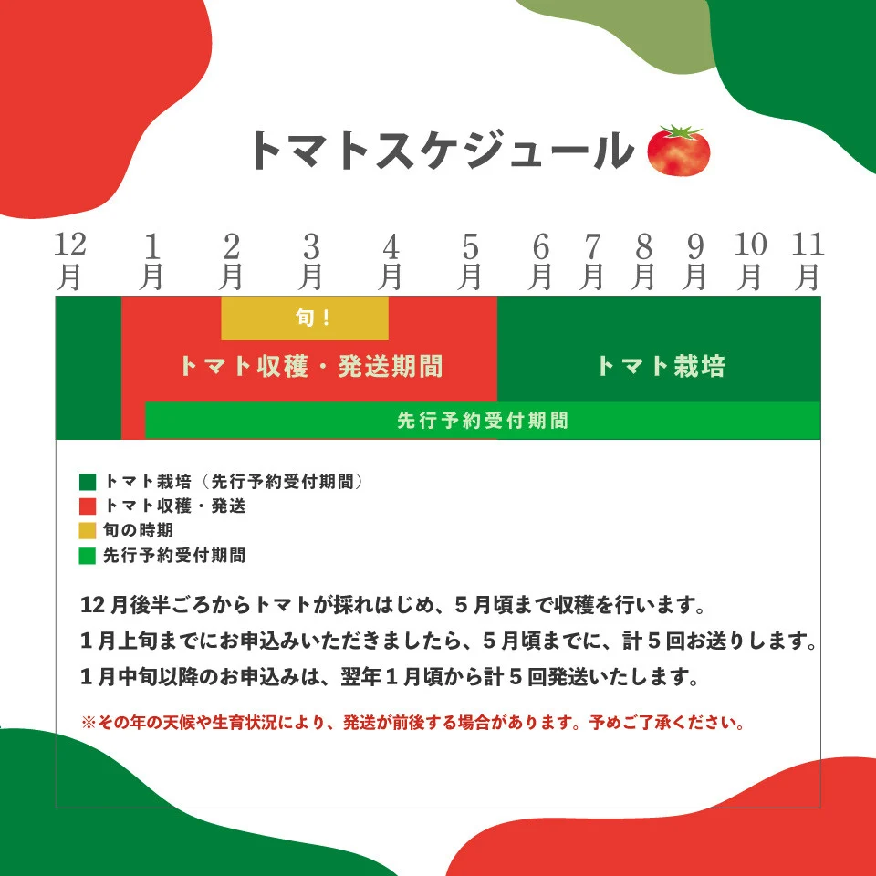 ＜＜2027年1月頃～5月頃発送予定＞＞【5回定期便】フルーツトマト 1kg×5回『合計5kg』 織田トマト 高知 牧野富太郎博士の好物 ＊予約受付中＊