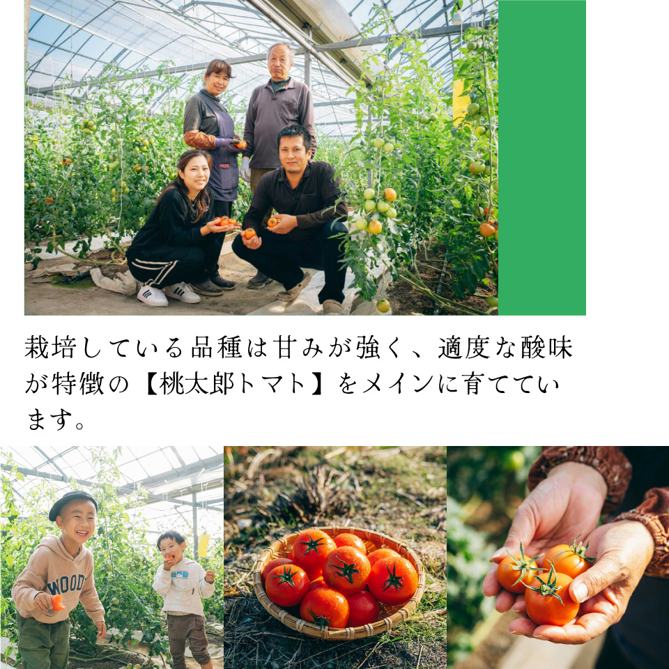 【12月下旬～5月頃発送】＜秀品 A品 フルーツトマト 原田農園 約2.5kg 個包装 1袋250g×10袋＞ 桃太郎 高知県 佐川町　＜2025年12月下旬頃より順次発送＞