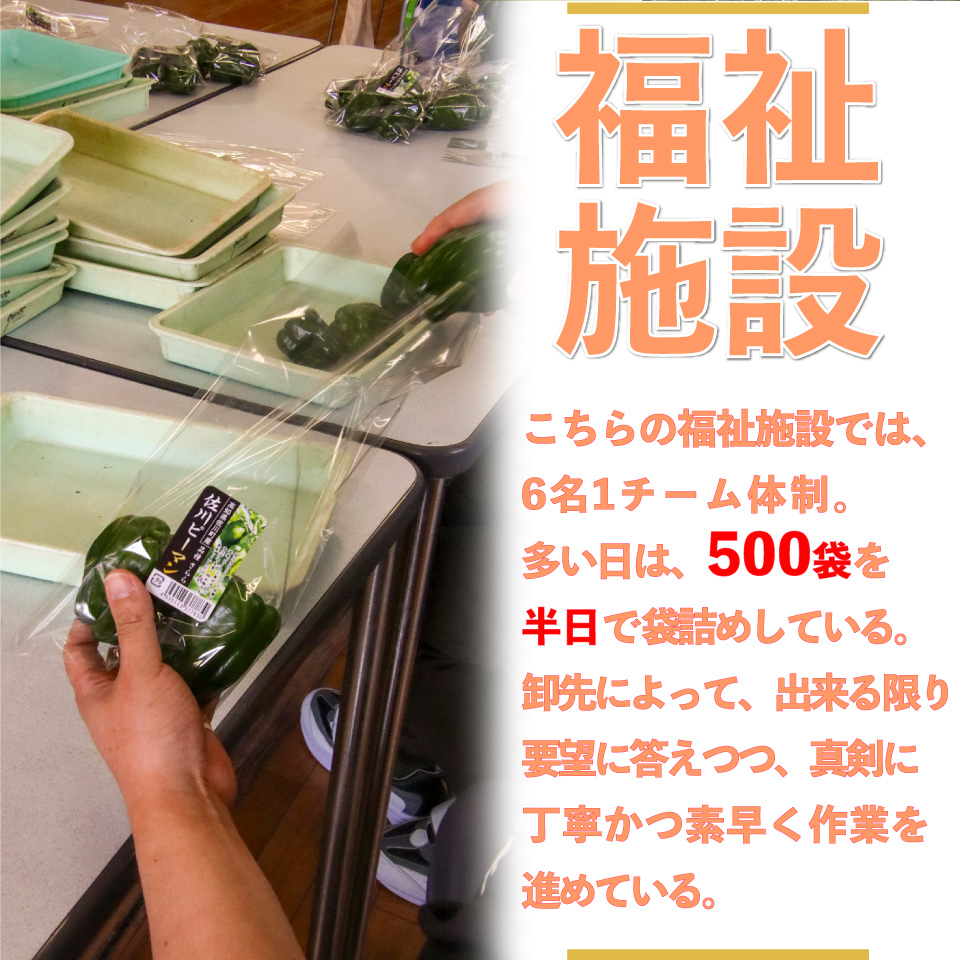 【ピーマン】1kg さらら 高知 野菜 夏 苦みが少ない 佐川町産 ＜毎年5月下旬頃～11月頃まで発送予定＞＜2026年 発送分 予約受付中＞