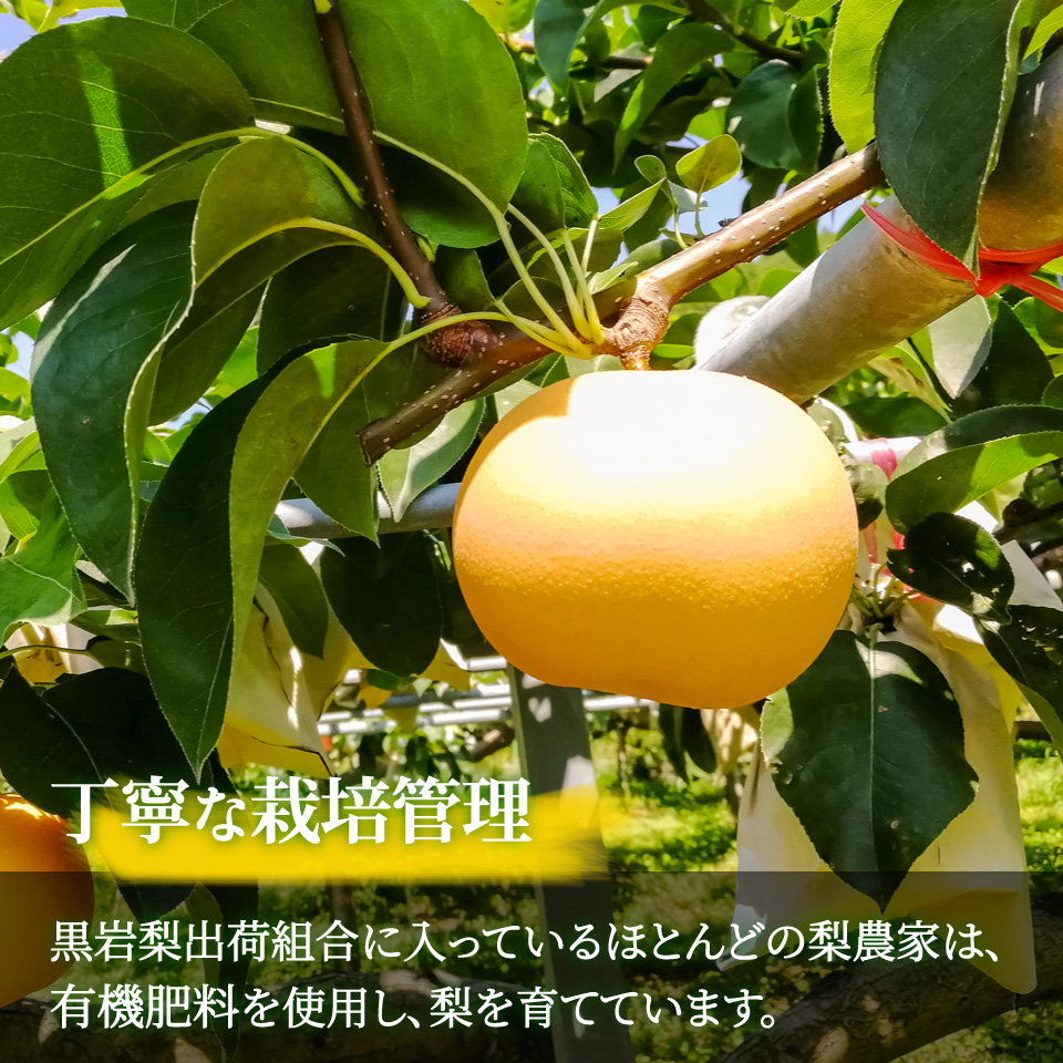 ＜2026年9月中旬頃より発送予定＞訳あり 規格外 あきづき梨 3kg（4～7玉）