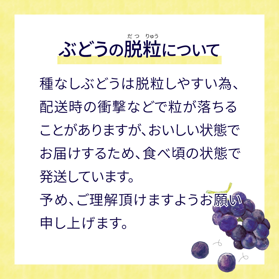 ＜シャインマスカット＞先行予約 ぶどう grape fruit フレッシュ 旬 果物 くだもの 高知県 佐川町産＜2025年8月下旬以降に発送＞