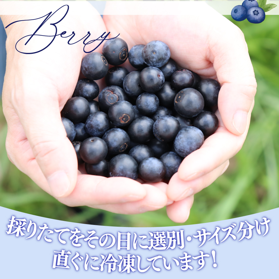 【ブルーベリー（冷凍）3kg】　＜発送まで最大で４～６ヶ月程度お待たせする事があります＞
