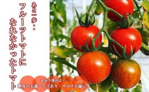 【2025年12月～2026年7月頃発送】訳あり ミニトマト・フルティカ ＜約1.2kg＞フルーツトマト ワケあり 規格外 ましまファーム アイメック®栽培
