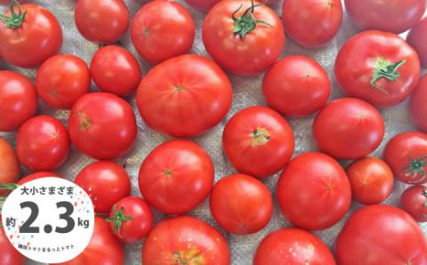 ＜＜2026年発送＞＞【訳あり】 トマト 約2.3kg 織田トマト 高知 サイズ 違い 混合 キズあり 大小 まるっとトマト　＜毎年1～5月頃まで発送＞