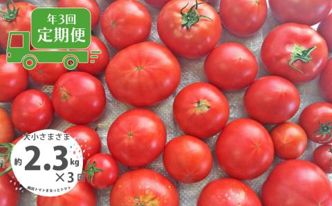 ＜＜2026年発送＞＞【3回定期便】【訳あり】 トマト 約2.3kg 織田トマト 高知 サイズ 違い 混合 キズあり 大小 まるっとトマト ＜毎年2月末頃まで申込受付＞【1月頃～5月頃の間に3回お届け】