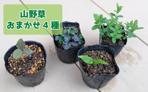 ヤマシャクヤク+種から育てた（内容お任せ）山野草3種 全4種4鉢（9cmポット）山野草福袋 多年草 一年草 二年草 植物の町佐川町から らんまん 朝ドラ 牧野富太郎 植物博士 庭 花 草木