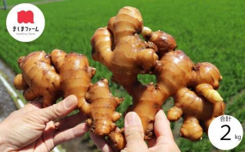 【毎年12月～7月頃まで発送】ましまファームの囲い生姜＆親生姜食べ比べセット計2kg