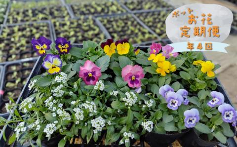 【年4回】季節のお任せ鉢花（ポット植え）定期便 　　ガーデニング 園芸 お任せ