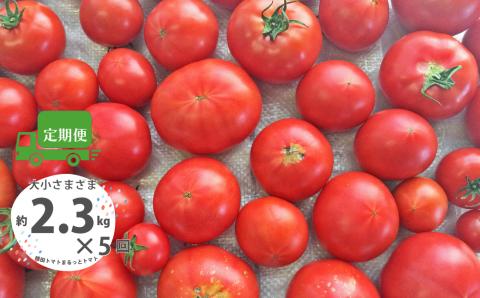 ＜＜2026年発送＞＞定期便5回【訳あり】 トマト 約2.3kg×5回 計11.5kg 織田トマト 高知 サイズ 違い 混合 キズあり 大小 まるっとトマト＜毎年1月上旬頃まで申込受付＞