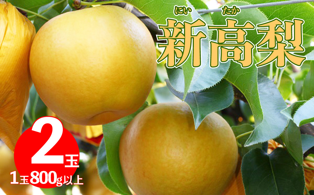 <2025年 10月上旬～中旬ごろ発送予定>　≪秀品≫ 新高梨 2玉（計約 1.6kg）1玉約800g以上 にいたか 和梨 大きい 大玉 贈答用