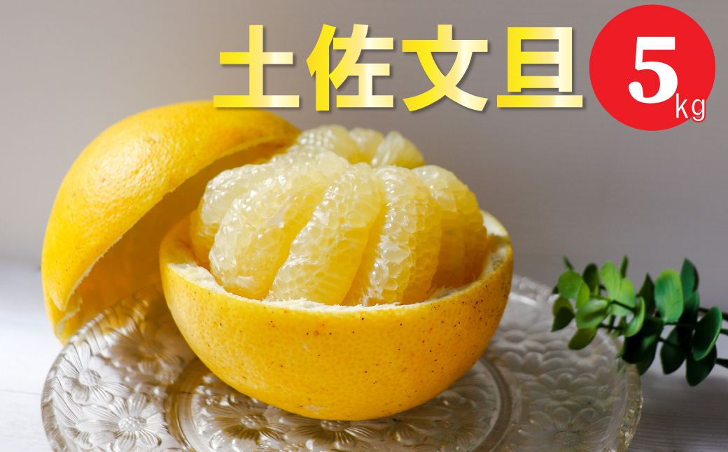 土佐文旦 【5kg】 サイズ混合 ＜2025年2月中旬頃より発送予定＞