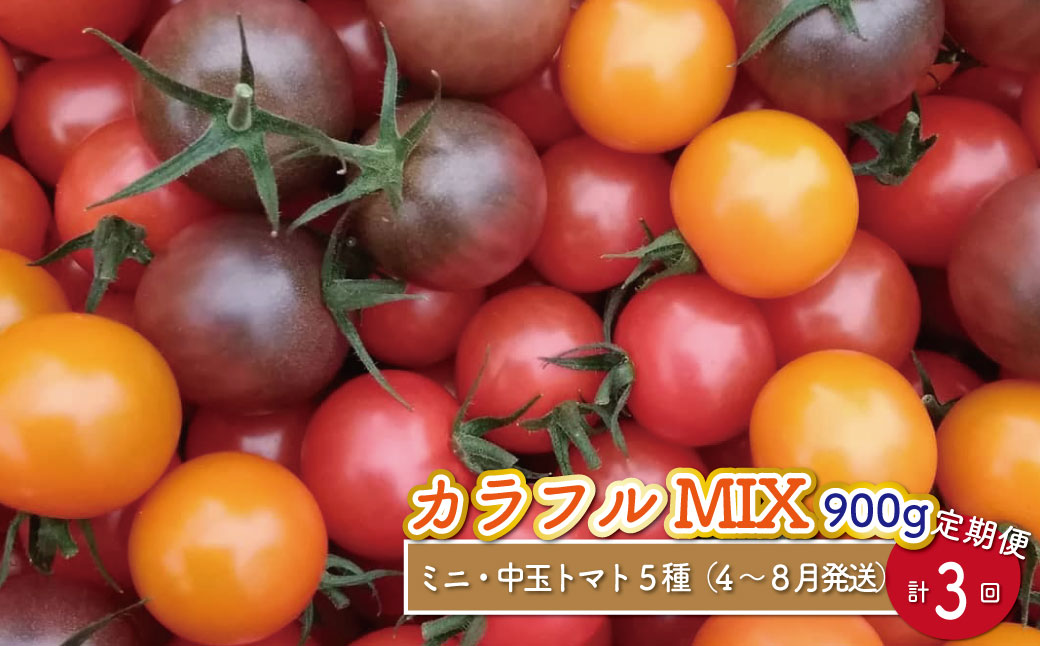 【2026年4月頃～8月頃発送】＜約900g×3回 定期便 ＞カラフルトマト アイメック トマト 5種 MIX フルティカ ＞ましまファーム ミニトマト フルーツトマト ミックス