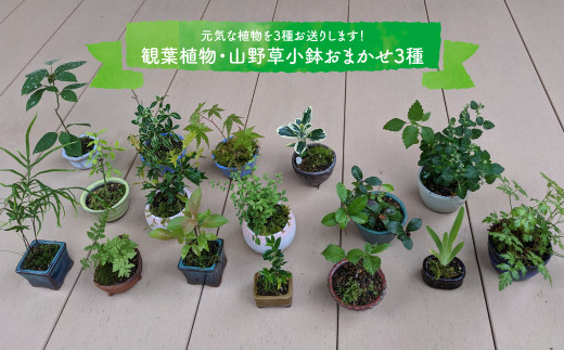 【お任せ3種】ミニ観葉植物　盆栽小鉢 テーブルプランツ 小さい プラントポット お花 緑 グリーン オシャレ 屋内 室内 癒やし