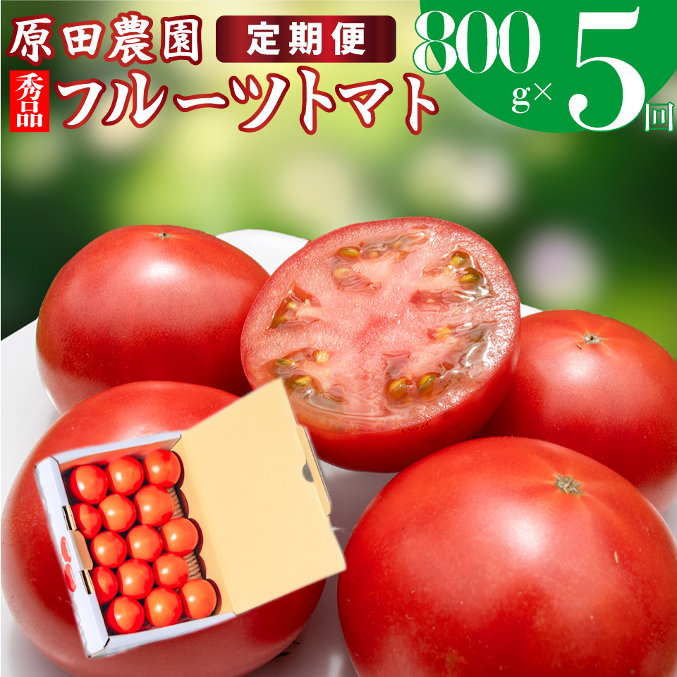 【5回定期便】フルーツトマト 原田農園 約800g 小箱　（12月下旬～5月頃発送）＜2025年12月下旬頃より順次発送＞