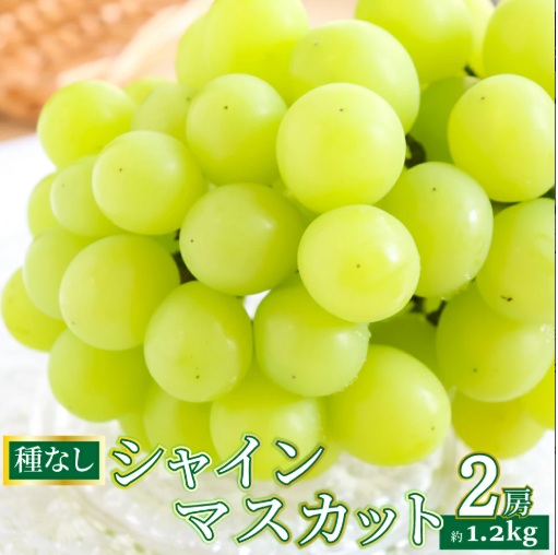 ＜シャインマスカット＞先行予約 ぶどう grape fruit フレッシュ 旬 果物 くだもの 高知県 佐川町産＜2025年8月下旬以降に発送＞