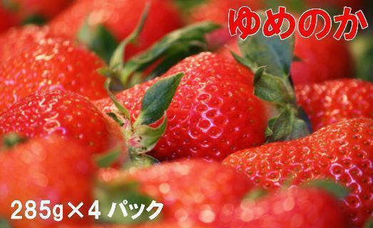 ゆめのか いちご 苺 イチゴ 4パック[期間・数量限定] [2025年1月下旬〜3月下旬頃発送予定]