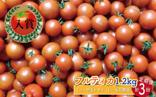[1月〜4月頃発送][約1.2kg×3回 定期便]訳あり 規格外 フルティカ トマト ましまファーム ミニトマト フルーツトマト アイメック ワケあり