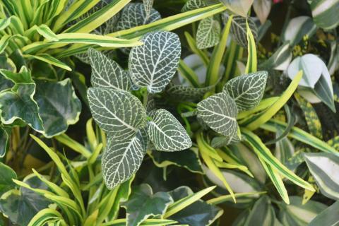 壁掛けアレンジ 2kg（造花）Go-568