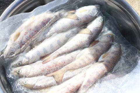 【冷凍】寺岡商会の養殖あめご