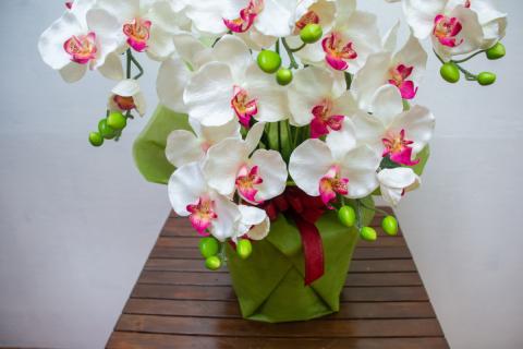 ﾀｽｶﾙﾌﾗﾜｰ胡蝶蘭5本立(ﾎﾜｲﾄ70cm　花弁赤)TA-027