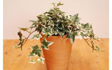 アイビー（造花）GF-002