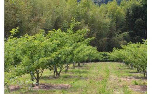 【0.5kg】青実山椒（枝付）初期物 