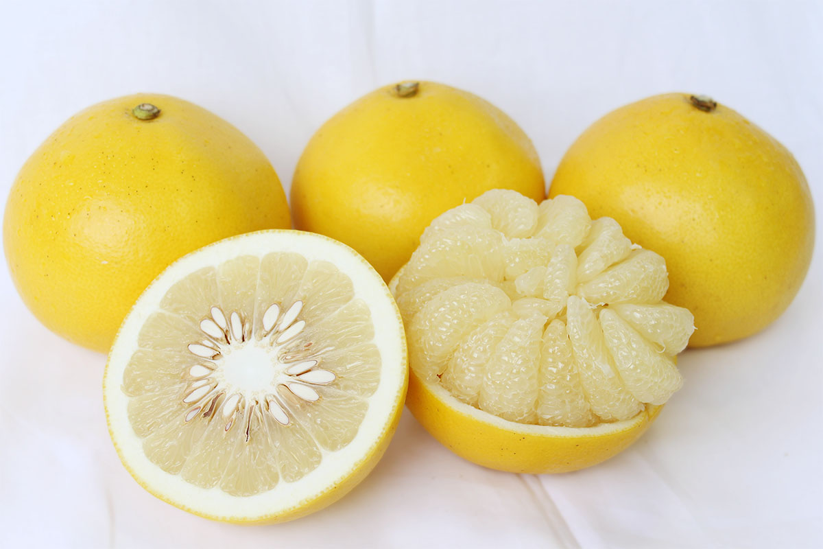 【先行予約受付中 2026年発送】森下さん家の土佐文旦(約10kg/16～23玉) 　フルーツ 果物 新鮮 産直 柑橘